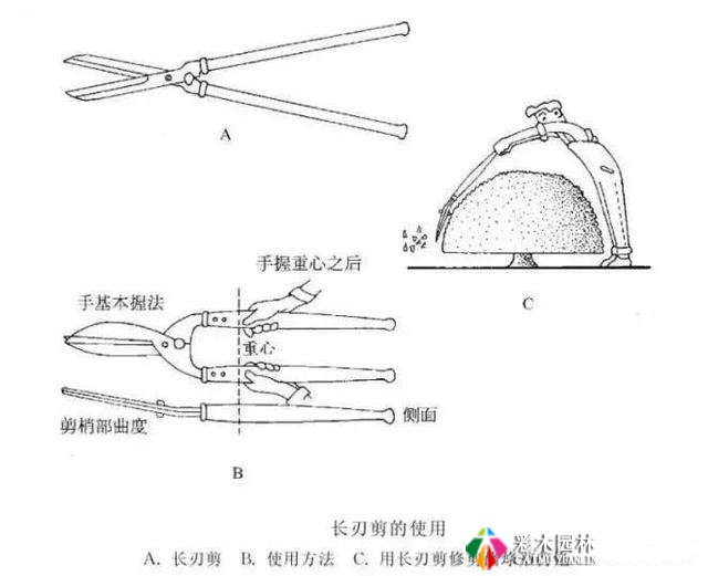 园林景观工程的乔木、灌木、藤本植物养护技术