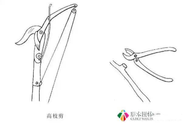 园林景观工程的乔木、灌木、藤本植物养护技术