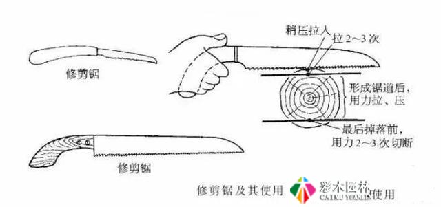 园林景观工程的乔木、灌木、藤本植物养护技术