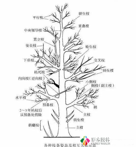 园林景观工程的乔木、灌木、