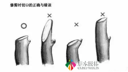 园林景观工程的乔木、灌木、藤本植物养护技术