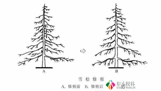 园林景观工程的乔木、灌木、藤本植物养护技术