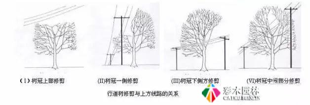 园林景观工程的乔木、灌木、藤本植物养护技术