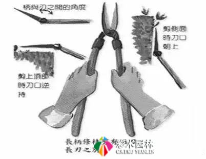 园林景观工程的乔木、灌木、藤本植物养护技术