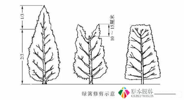 园林景观工程的乔木、灌木、藤本植物养护技术