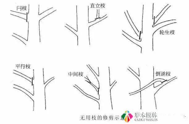 园林景观工程的乔木、灌木、藤本植物养护技术