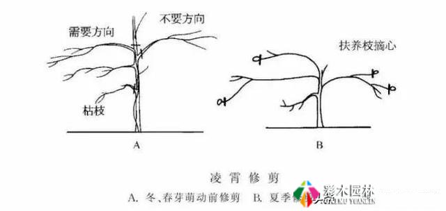 园林景观工程的乔木、灌木、藤本植物养护技术