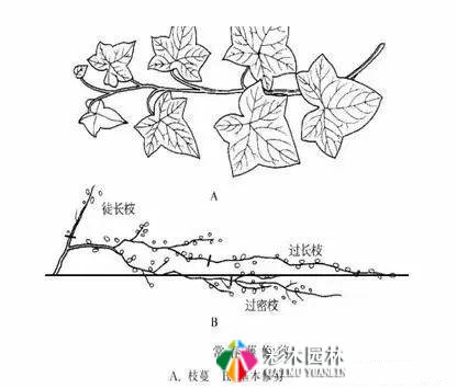 园林景观工程的乔木、灌木、藤本植物养护技术