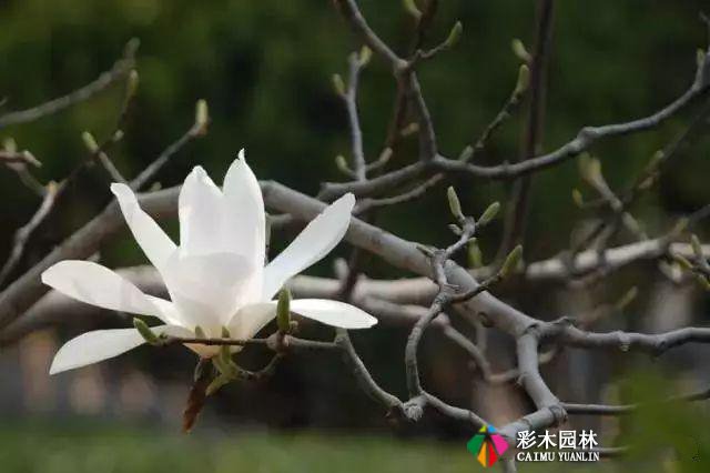 中式园林景观植物造景