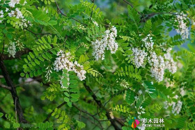 中式园林景观植物造景