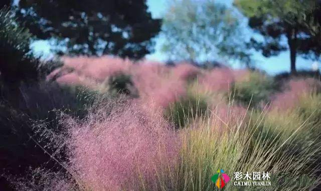 园林景观草境设计