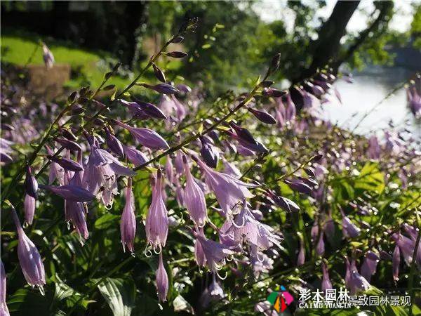 园林景观设计的风水学