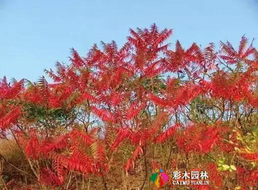 南北方园林景观植物设计总则