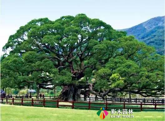 南北方园林景观植物设计总则