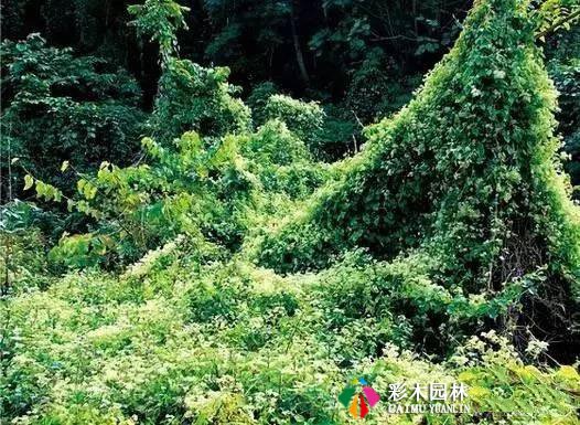 南北方园林景观植物设计总则