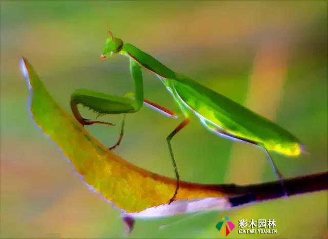 园林景观植物的守护者，请别伤害他们