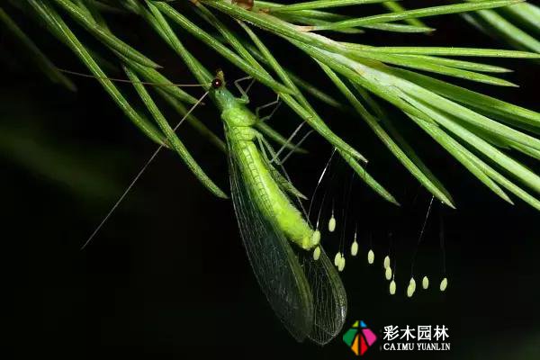 园林景观植物的守护者，请别伤害他们