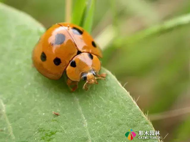 园林景观植物的守护者，请别伤害他们