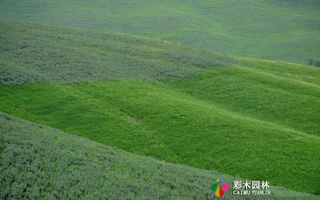 园林景观设计常用的各类植物