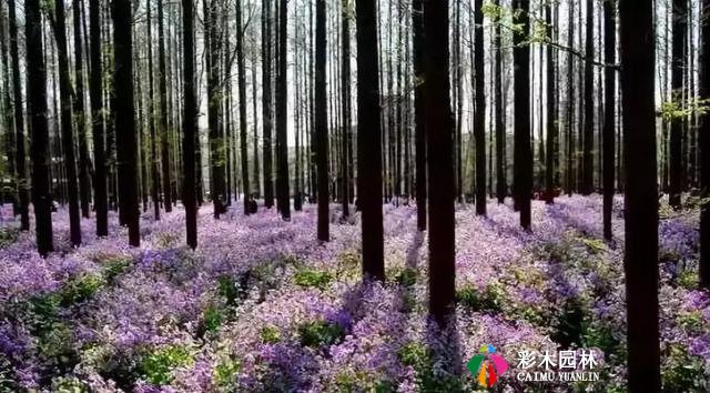 园林景观植物空间造景