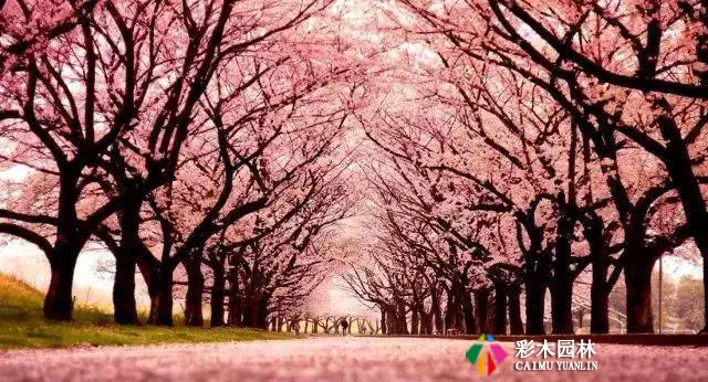 园林景观植物空间造景