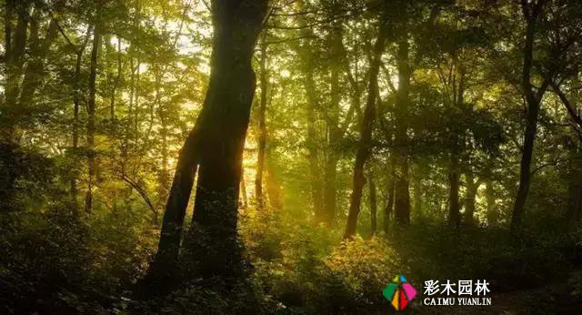 园林景观植物空间造景