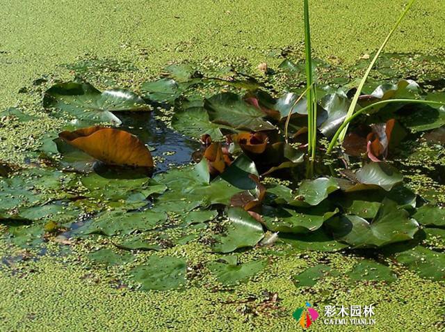 园林花卉冷知识，知道三个的算你牛