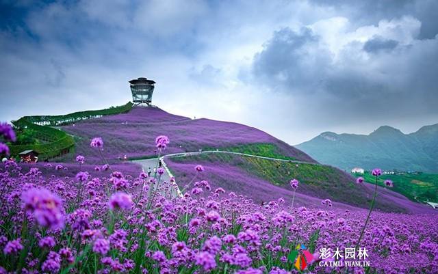 秋季花海，这8种园林花卉你所