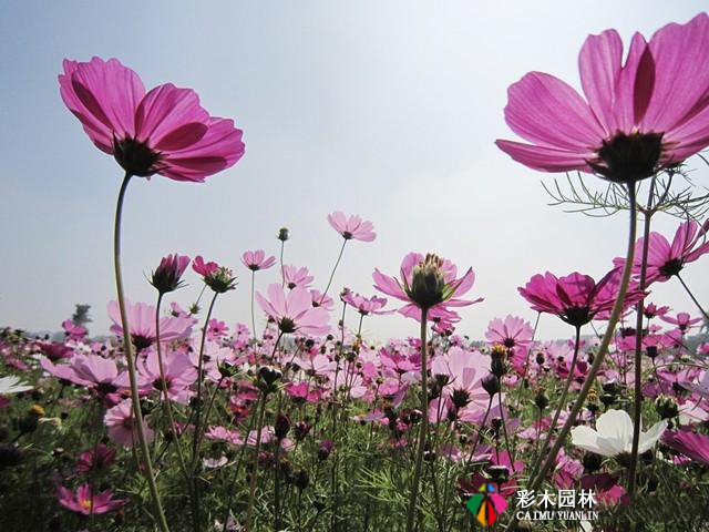 秋季花海，这8种园林花卉你所需要知道的