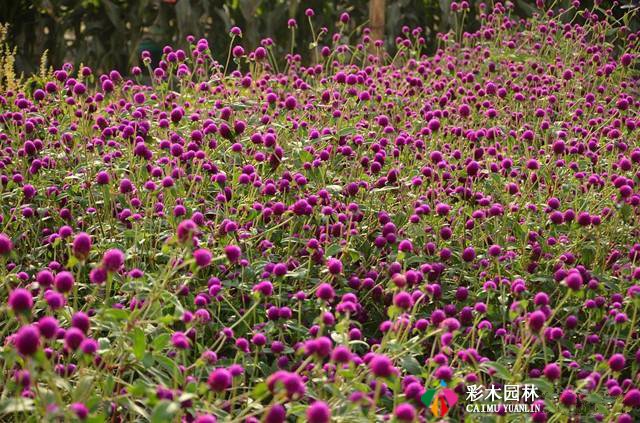 秋季花海，这8种园林花卉你所需要知道的