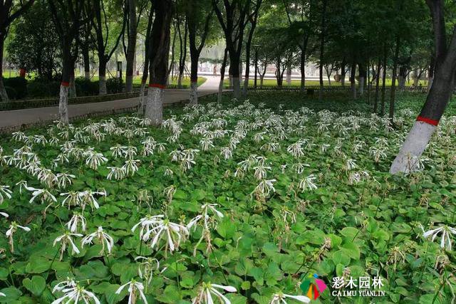 园林绿化中常用的耐阴地被植物