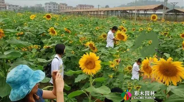 亲子农业，植物景观设计要点